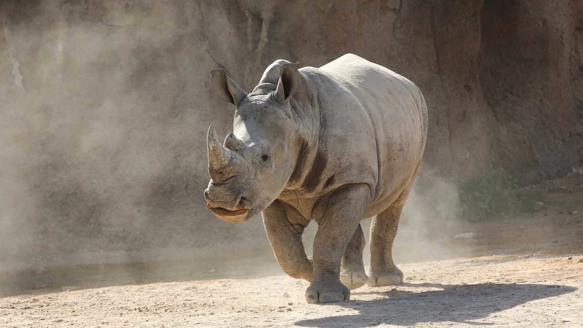 Significant step in species conservation: Rhinoceros birth at Al Ain Zoo